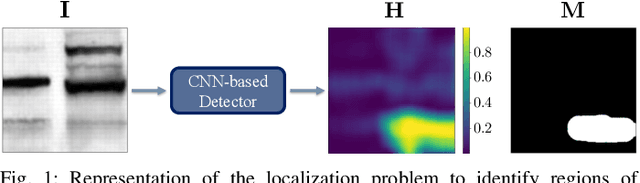 Figure 1 for Localization of Synthetic Manipulations in Western Blot Images