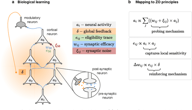Figure 3 for A Unified Perspective on Optimization in Machine Learning and Neuroscience: From Gradient Descent to Neural Adaptation