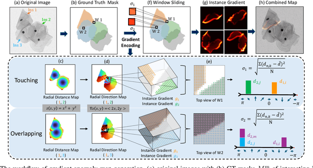 Figure 3 for GAInS: Gradient Anomaly-aware Biomedical Instance Segmentation