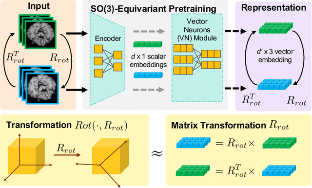 Figure 1 for SOE: SO(3)-Equivariant 3D MRI Encoding