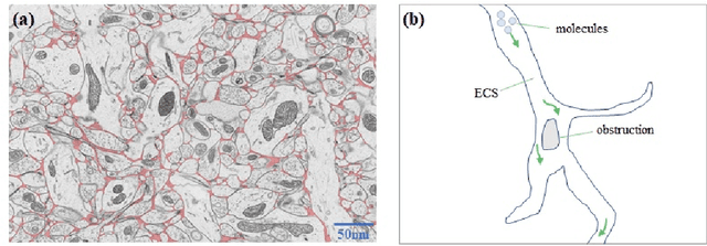 Figure 1 for Quantitative Analysis of Molecular Transport in the Extracellular Space Using Physics-Informed Neural Network