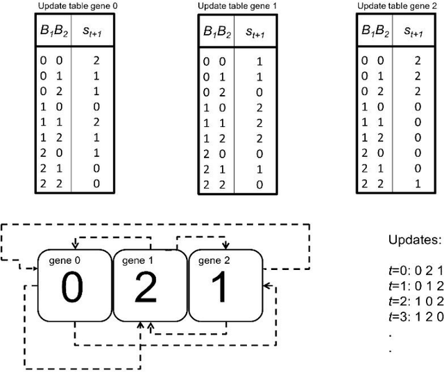 Figure 1 for Coevolving Boolean and Multi-Valued Regulatory Networks