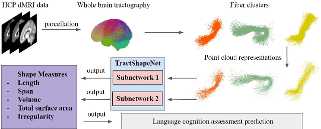 Figure 3 for TractShapeNet: Efficient Multi-Shape Learning with 3D Tractography Point Clouds