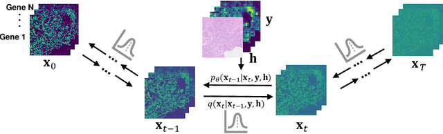 Figure 1 for Cross-modal Diffusion Modelling for Super-resolved Spatial Transcriptomics