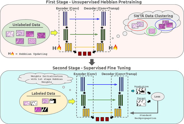 Figure 1 for Biologically-inspired Semi-supervised Semantic Segmentation for Biomedical Imaging