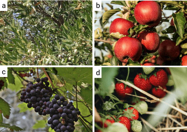 Figure 3 for Detecting Olives with Synthetic or Real Data? Olive the Above