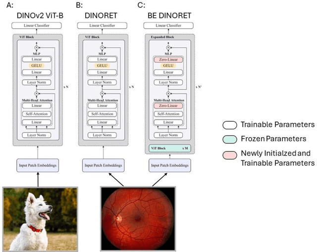 Figure 2 for Block Expanded DINORET: Adapting Natural Domain Foundation Models for Retinal Imaging Without Catastrophic Forgetting