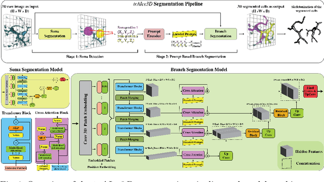 Figure 1 for trAIce3D: A Prompt-Driven Transformer Based U-Net for Semantic Segmentation of Microglial Cells from Large-Scale 3D Microscopy Images
