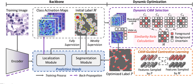 Figure 3 for Dynamic Pseudo Label Optimization in Point-Supervised Nuclei Segmentation