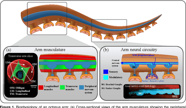 Figure 1 for Neural Models and Algorithms for Sensorimotor Control of an Octopus Arm