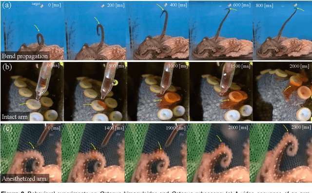 Figure 3 for Neural Models and Algorithms for Sensorimotor Control of an Octopus Arm