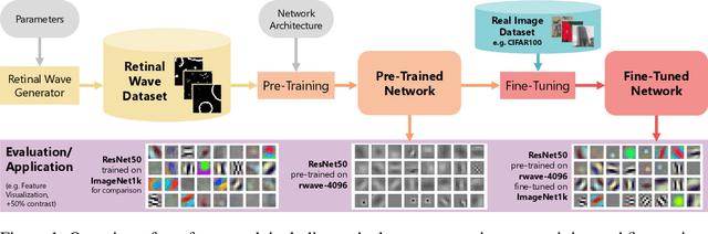 Figure 1 for ReWaRD: Retinal Waves for Pre-Training Artificial Neural Networks Mimicking Real Prenatal Development