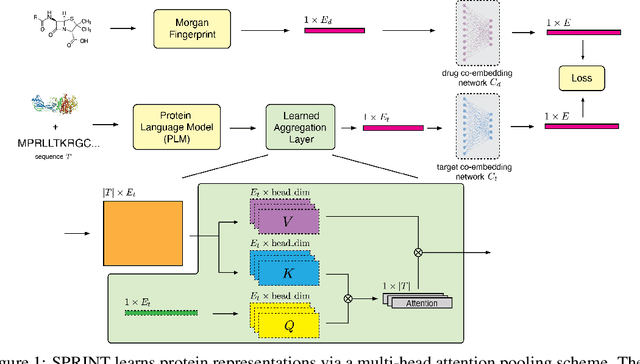 Figure 1 for SPRINT Enables Interpretable and Ultra-Fast Virtual Screening against Thousands of Proteomes