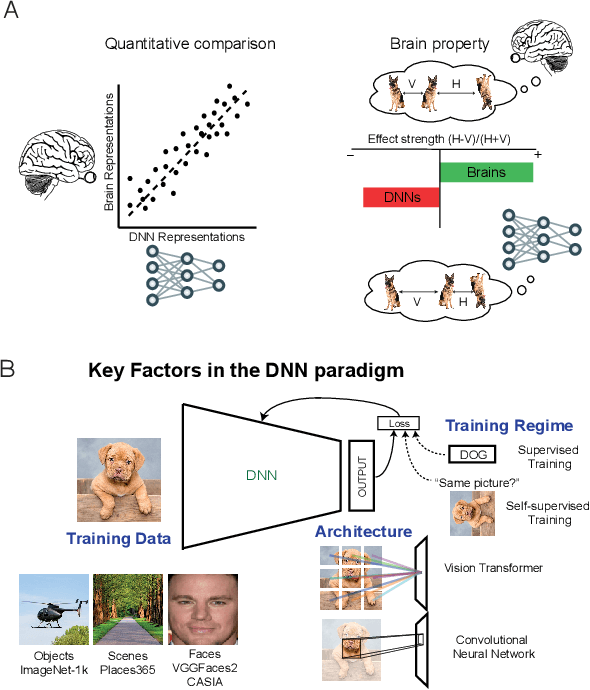 Figure 1 for Brain-like emergent properties in deep networks: impact of network architecture, datasets and training