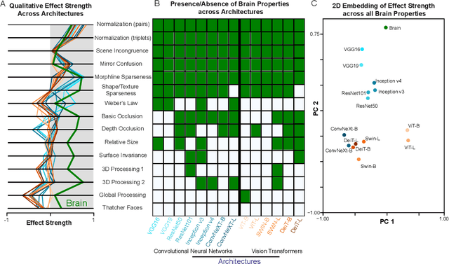 Figure 3 for Brain-like emergent properties in deep networks: impact of network architecture, datasets and training