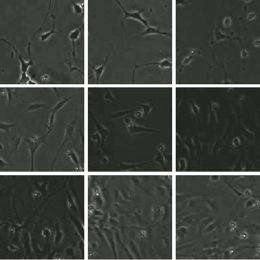 Figure 3 for Neural Cell Video Synthesis via Optical-Flow Diffusion
