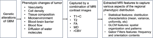 Figure 4 for Quantifying intra-tumoral genetic heterogeneity of glioblastoma toward precision medicine using MRI and a data-inclusive machine learning algorithm
