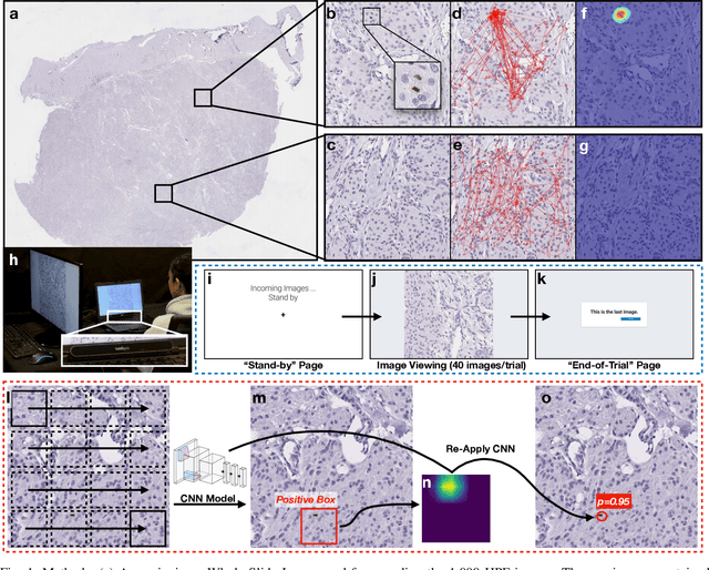 Figure 1 for Supporting Mitosis Detection AI Training with Inter-Observer Eye-Gaze Consistencies