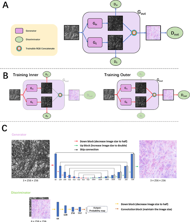 Figure 3 for Single color virtual H&E staining with In-and-Out Net