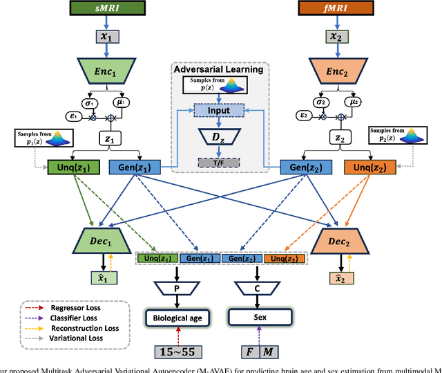 Figure 1 for Multi-Task Adversarial Variational Autoencoder for Estimating Biological Brain Age with Multimodal Neuroimaging