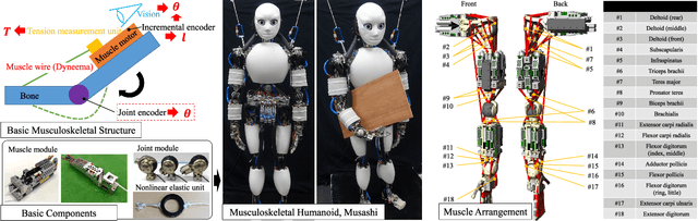 Figure 2 for Musculoskeletal AutoEncoder: A Unified Online Acquisition Method of Intersensory Networks for State Estimation, Control, and Simulation of Musculoskeletal Humanoids