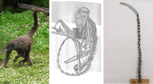 Figure 1 for Hybrid Soft-Rigid Continuum Robot Inspired by Spider Monkey Tail