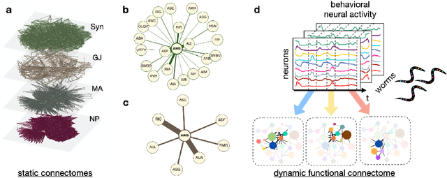 Figure 1 for Learning dynamic representations of the functional connectome in neurobiological networks