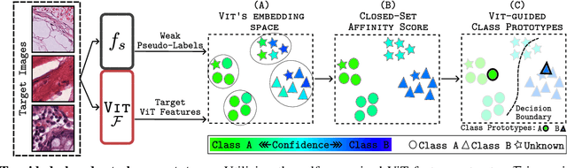 Figure 3 for Source-Free Open-Set Domain Adaptation for Histopathological Images via Distilling Self-Supervised Vision Transformer