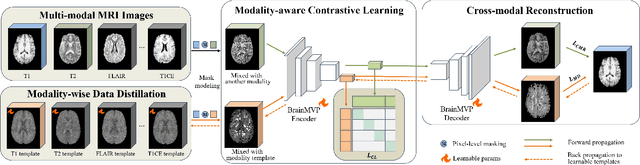 Figure 1 for BrainMVP: Multi-modal Vision Pre-training for Brain Image Analysis using Multi-parametric MRI