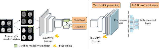 Figure 2 for BrainMVP: Multi-modal Vision Pre-training for Brain Image Analysis using Multi-parametric MRI