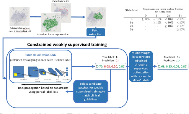 Figure 1 for Interpretable HER2 scoring by evaluating clinical Guidelines through a weakly supervised, constrained Deep Learning Approach