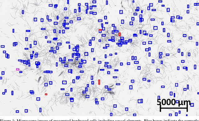 Figure 1 for WoodYOLO: A Novel Object Detector for Wood Species Detection in Microscopic Images