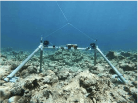 Figure 3 for Automatic coral reef fish identification and 3D measurement in the wild