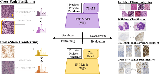 Figure 1 for PathoDuet: Foundation Models for Pathological Slide Analysis of H&E and IHC Stains