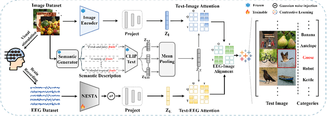 Figure 1 for Neural-MCRL: Neural Multimodal Contrastive Representation Learning for EEG-based Visual Decoding