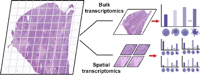 Figure 1 for ST-Align: A Multimodal Foundation Model for Image-Gene Alignment in Spatial Transcriptomics