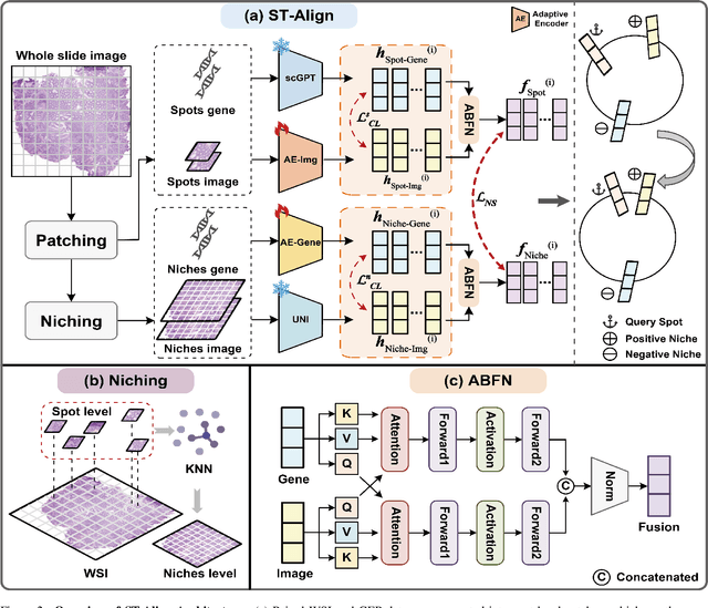 Figure 3 for ST-Align: A Multimodal Foundation Model for Image-Gene Alignment in Spatial Transcriptomics