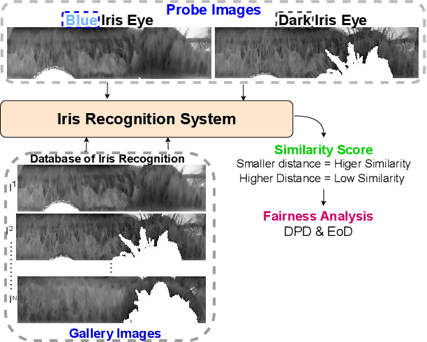 Figure 1 for Impact of Iris Pigmentation on Performance Bias in Visible Iris Verification Systems: A Comparative Study