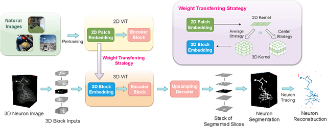 Figure 1 for Boosting 3D Neuron Segmentation with 2D Vision Transformer Pre-trained on Natural Images