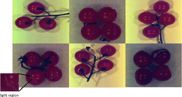 Figure 3 for Unsupervised Tomato Split Anomaly Detection using Hyperspectral Imaging and Variational Autoencoders