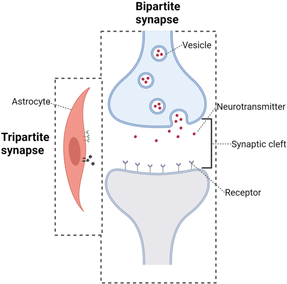 Figure 3 for What Really is `Molecule' in Molecular Communications? The Quest for Physics of Particle-based Information Carriers