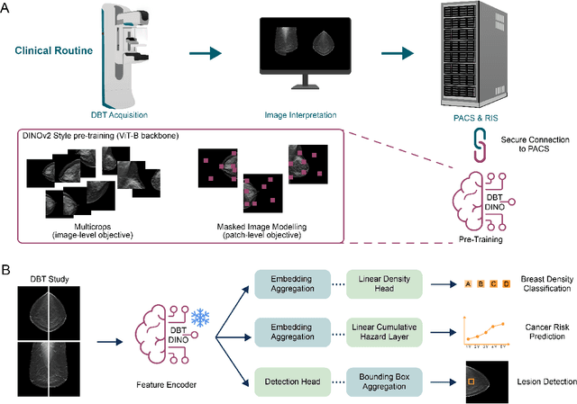 Figure 3 for DBT-DINO: Towards Foundation model based analysis of Digital Breast Tomosynthesis