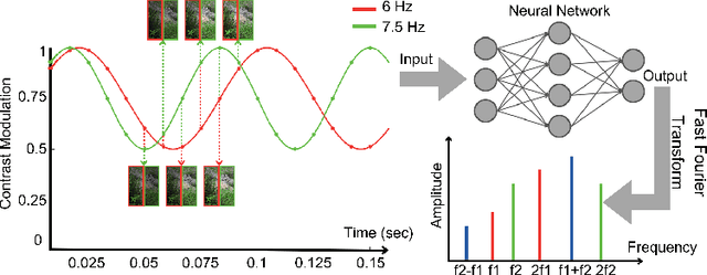 Figure 1 for Adapting the Biological SSVEP Response to Artificial Neural Networks