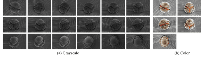 Figure 3 for ArCSEM: Artistic Colorization of SEM Images via Gaussian Splatting