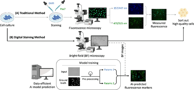 Figure 1 for Label-free prediction of fluorescence markers in bovine satellite cells using deep learning