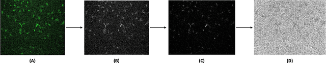 Figure 2 for Label-free prediction of fluorescence markers in bovine satellite cells using deep learning