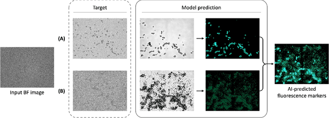 Figure 3 for Label-free prediction of fluorescence markers in bovine satellite cells using deep learning