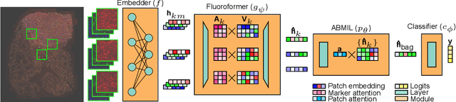 Figure 1 for Fluoroformer: Scaling multiple instance learning to multiplexed images via attention-based channel fusion