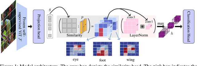 Figure 1 for ProtoS-ViT: Visual foundation models for sparse self-explainable classifications