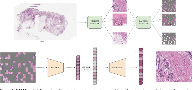 Figure 1 for Beyond Labels: A Self-Supervised Framework with Masked Autoencoders and Random Cropping for Breast Cancer Subtype Classification